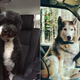 Illustration for article titled Top 12 Cutest Dogs In Land Rovers For National Love Your Pet Day